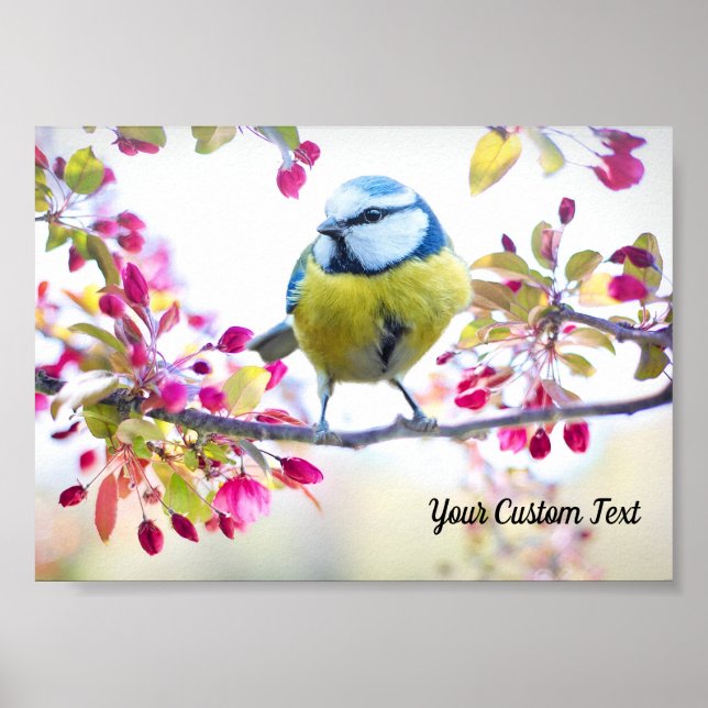 Poster Songbird e Primavera, sua mensagem (Frente)