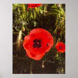 Poster Sonhadora Flor de Papoula – Arte de Fantasia Botân