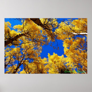 Póster Sonhando com a cor