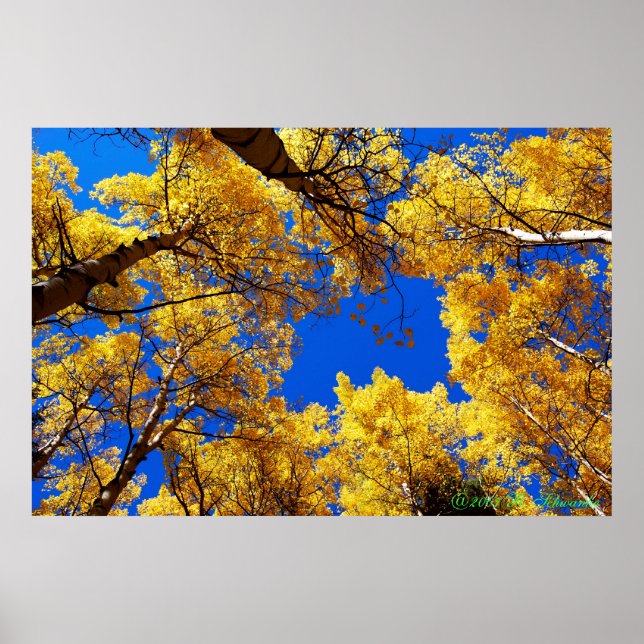 Póster Sonhando com a cor (Frente)