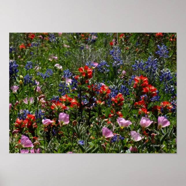 Póster Sonhos de flor selvagem (Frente)