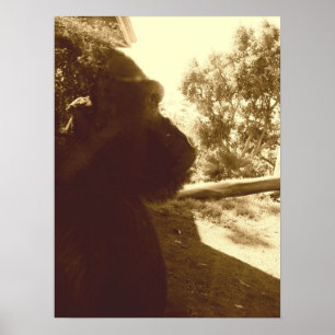 Póster Sonhos de gorila