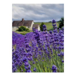 Póster Sonhos de lavanda