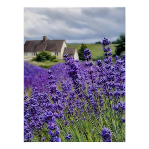 Póster Sonhos de lavanda