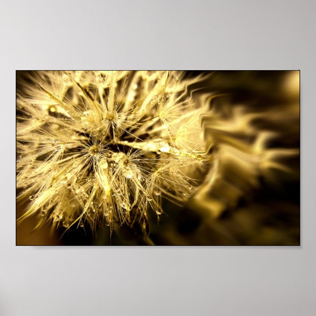 Póster Sonhos ouros Dandy (Frente)