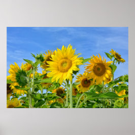 Poster Sonnenblumen