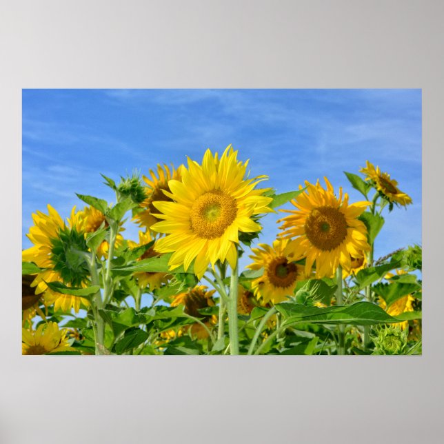 Poster Sonnenblumen (Frente)