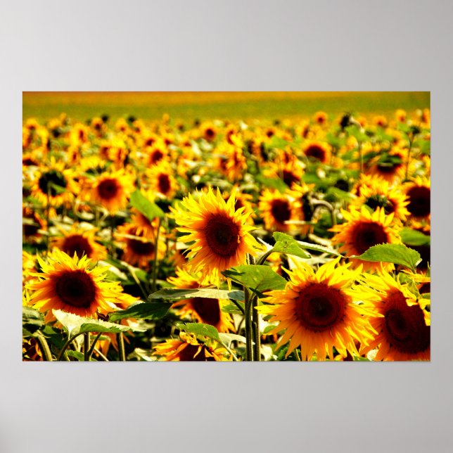 Póster Sonnenblumenfeld (Frente)