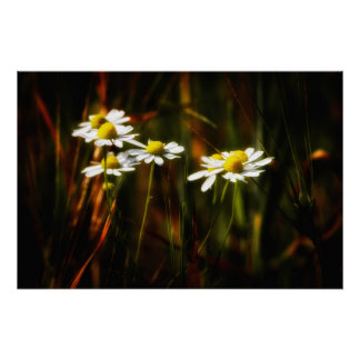 Póster Sonnenküsse auf Kamille
