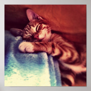 Póster Sono bonito do gatinho