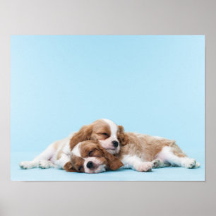 Poster Sono descuidado dos Spaniels de rei Charles