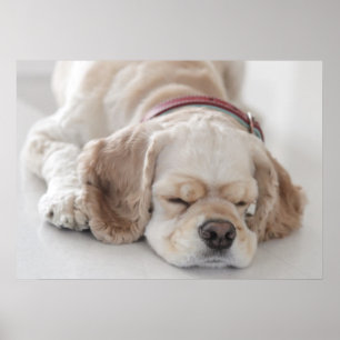 Poster Sono do cão de cocker spaniel
