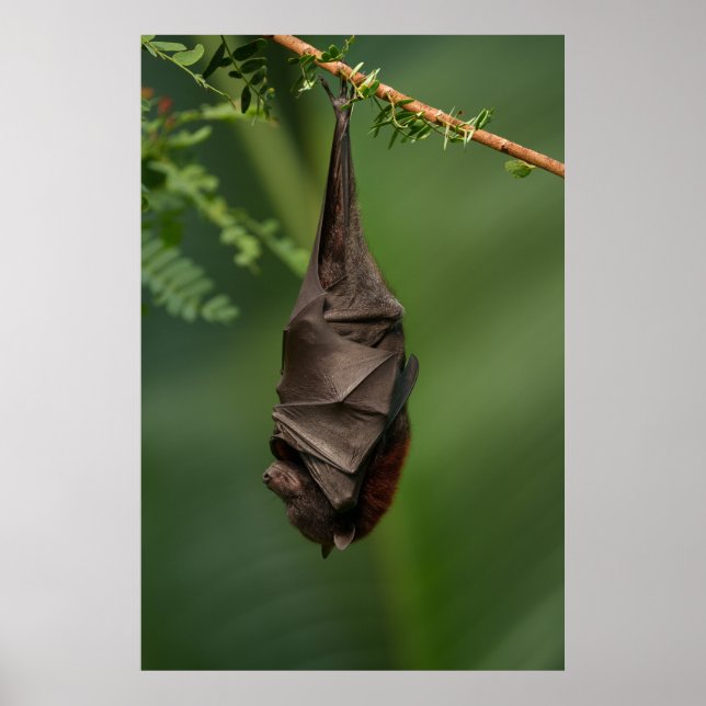 Poster Sono tranquilo de Bat - Olhar atentamente num Livr (Frente)