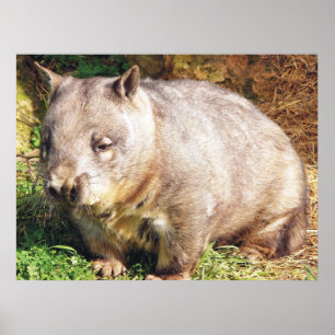 Poster sonolento de Wombat