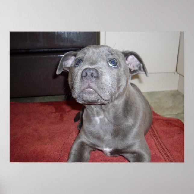 Poster Sooky Face Staffordshire Bull Terrier Puppy, (Frente)