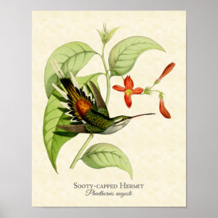 Póster Sooty Capped Hermit Hummingbird Art Print