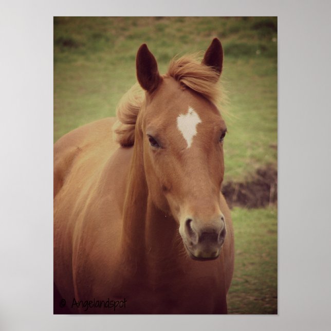 Poster Sorrel Horse (Frente)