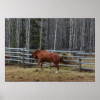 Sorrel Horse Bucking em uma Caneta de cavalos