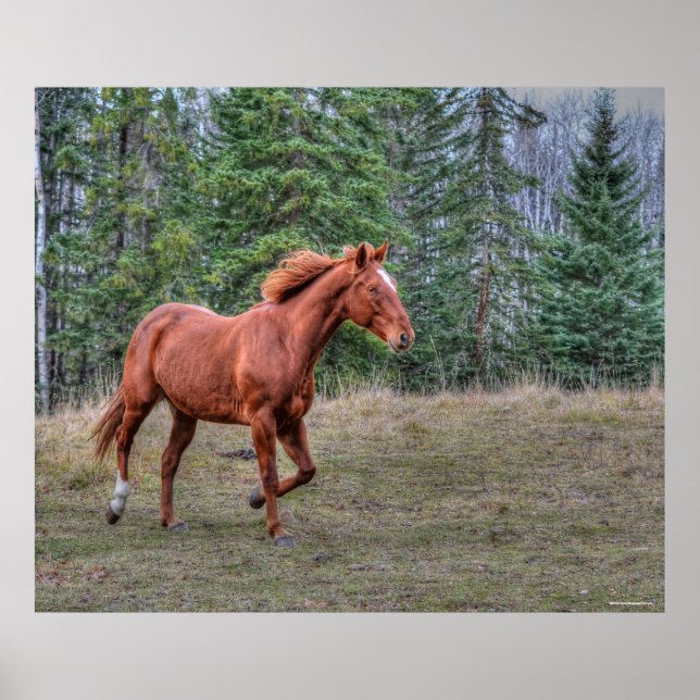 Póster Sorrel Leader Mare Horse-Lovers Equine Photo (Frente)