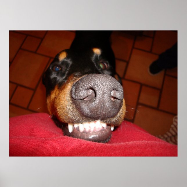 POSTER SORRINDO DOBERMAN (Frente)