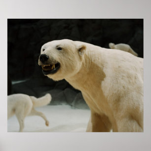 Póster Sorrir forçadamente do urso polar