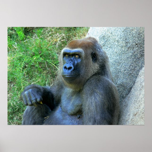 Póster Sorriso Ape (Frente)