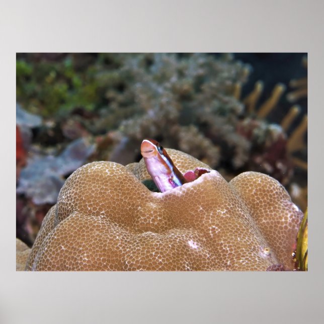 Poster Sorriso Blenny (Frente)
