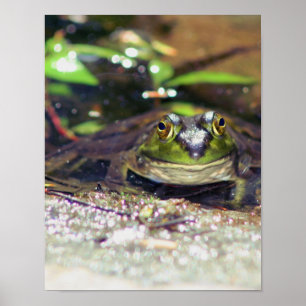 Póster Sorriso de Bullfrog Animal