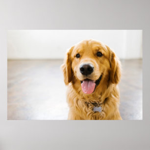 Poster Sorriso de ouro Retriever