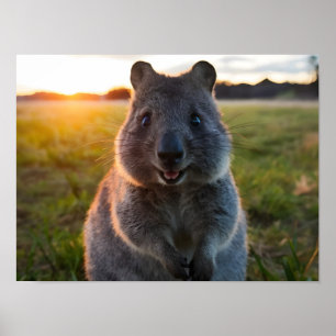 Poster Sorriso Sunset de Quokka