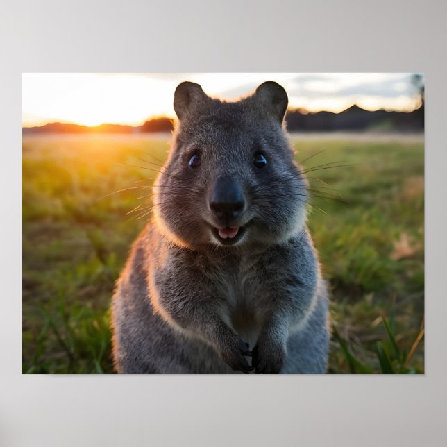 Poster Sorriso Sunset de Quokka (Frente)