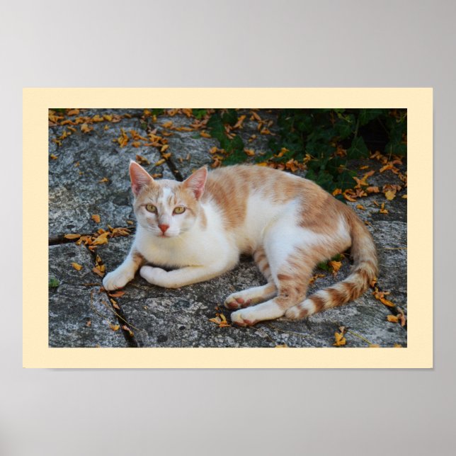 Poster Sorte (Frente)