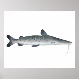 Poster Sorubim Manchado