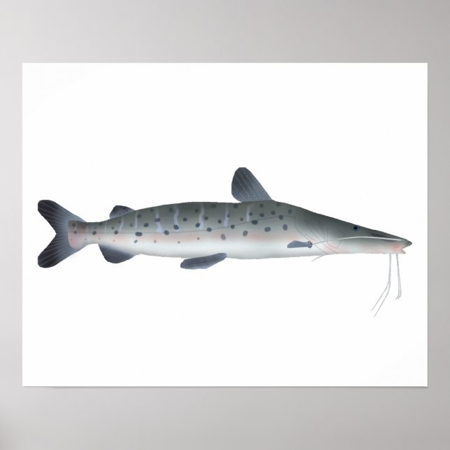 Poster Sorubim Manchado (Frente)