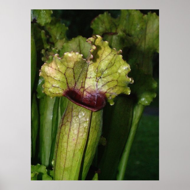Poster Sou carnívoro! (Frente)