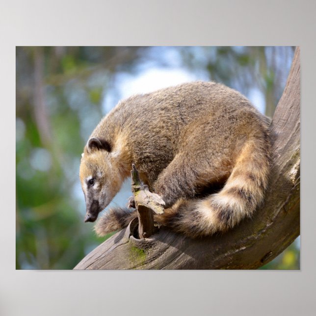 Poster South American Coati no galho Postcard Metal Orna (Frente)