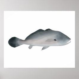 Poster South American Silver Croaker