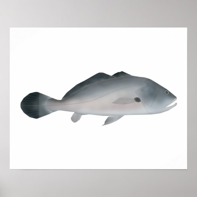 Poster South American Silver Croaker (Frente)