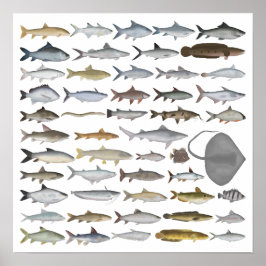 Poster South Asia Freshwater Fish Group