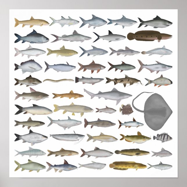 Poster South Asia Freshwater Fish Group (Frente)