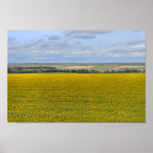 Poster South Dakota Sunflower Fazenda, Painterly