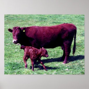 Poster South Devon Ruby Red Cow E Jovem Vitelo