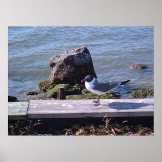 Poster Southport, Carolina do Norte - Seagull