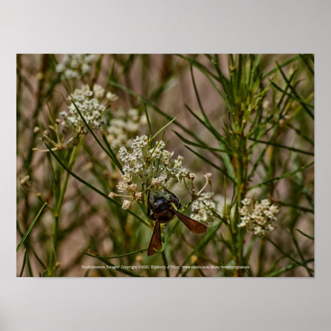 Poster Southwestern Forager (Frente)