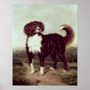 Póster Spaniel