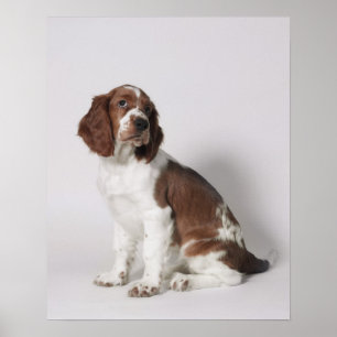 Poster Spaniel de Springer