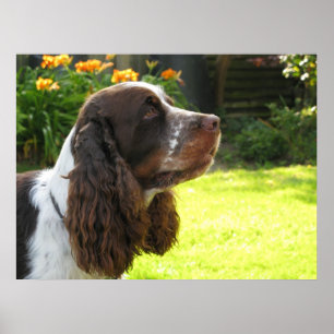 Poster Spaniel de Springer inglês