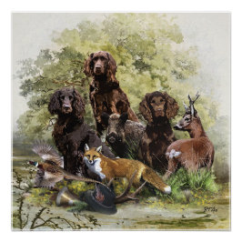 Póster Spaniels Alemães (Deutscher Wachtelhund)