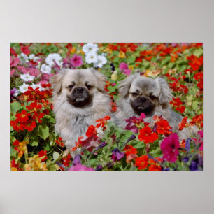 Póster Spaniels tibetanos do vermelho dois em flores das