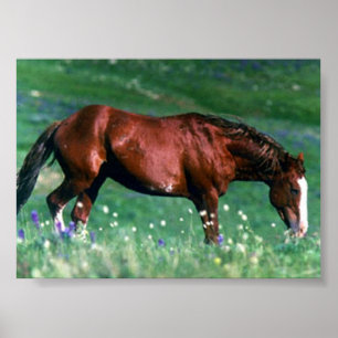 Póster Spanish Mustang